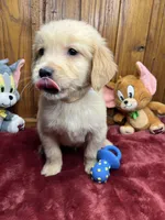 Ready to Go Home AKC Golden Retriever , a male Golden Retriever for sale in White Sulphur Springs, WV – Photo 2 of 2