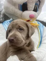 Ready to Go AKC Silver Labrador Retriever , a male Labrador Retriever for sale in White Sulphur Springs, WV – Photo 1 of 2