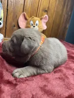 AKC Silver Labrador Retriever , a male Labrador Retriever for sale in White Sulphur Springs, WV – Photo 2 of 2