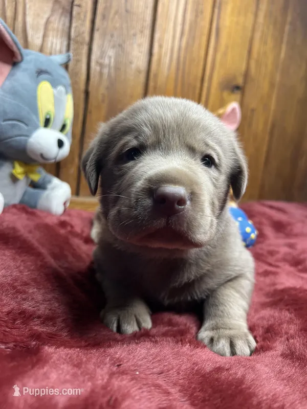 AKC Silver Labrador Retriever 