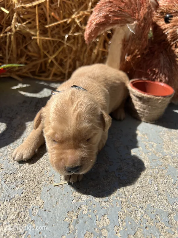 AKC Golden Retriever – Golden Retriever puppy for sale in White Sulphur Springs, WV