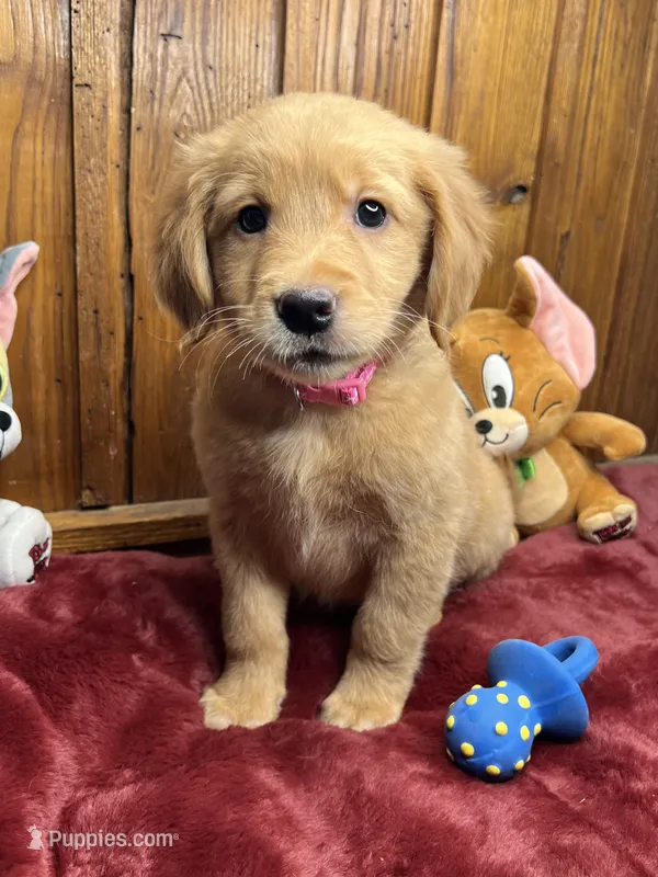 Ready to Go Home AKC Golden Retriever