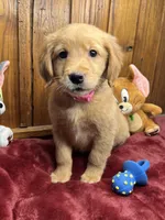 Ready to Go Home AKC Golden Retriever, a female Golden Retriever for sale in White Sulphur Springs, WV – Photo 1 of 2