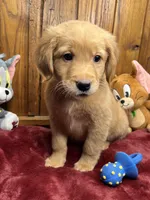 Ready to Go Home AKC Golden Retriever, a female Golden Retriever for sale in White Sulphur Springs, WV – Photo 2 of 2