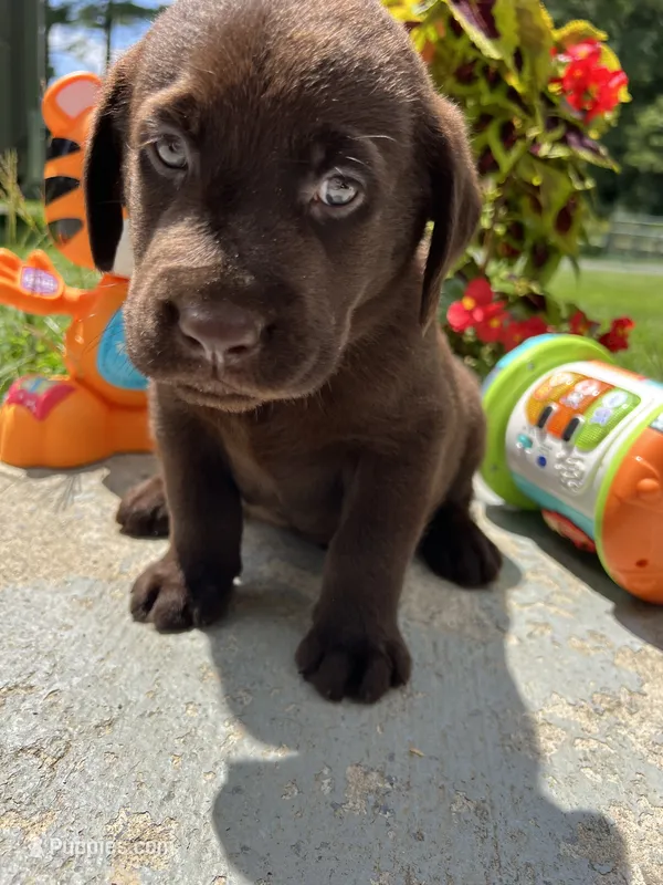 AKC Labrador Retriever  – Labrador Retriever puppy for sale in White Sulphur Springs, WV