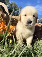 Discounted Russian Golden Retriever , a male Golden Retriever for sale in White Sulphur Springs, WV – 2 of 2