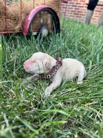 AKC Golden Retriever , a male Golden Retriever for sale in White Sulphur Springs, WV – 2 of 2