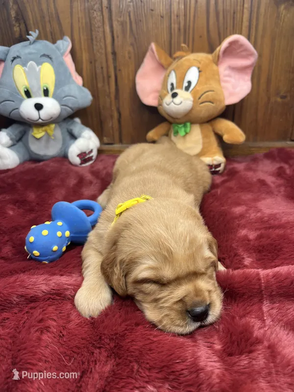 AKC Golden Retriever 