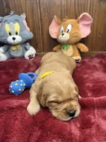 AKC Golden Retriever , a male Golden Retriever for sale in White Sulphur Springs, WV – Photo 1 of 2