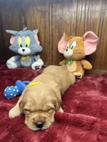 AKC Golden Retriever , a male Golden Retriever for sale in White Sulphur Springs, WV – Photo 2 of 2