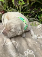 AKC Golden Retriever , a male Golden Retriever for sale in White Sulphur Springs, WV – 2 of 2