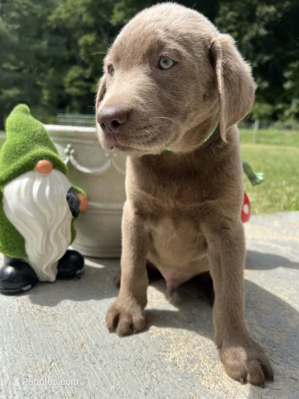 Ready to Go Silver Labrador Retriever  – Labrador Retriever puppy for sale in White Sulphur Springs, WV