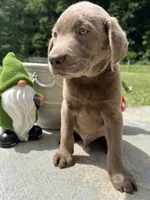 Discounted Ready to Go Silver Labrador Retriever , a male Labrador Retriever for sale in White Sulphur Springs, WV – 1 of 2