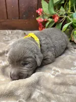 AKC Silver Labrador Retriever , a male Labrador Retriever for sale in White Sulphur Springs, WV – 2 of 2