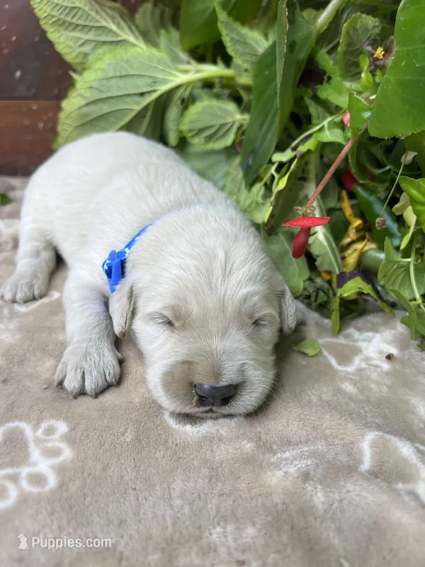 AKC Golden Retriever  – Golden Retriever puppy for sale in White Sulphur Springs, WV