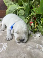 AKC Golden Retriever , a male Golden Retriever for sale in White Sulphur Springs, WV – 1 of 2