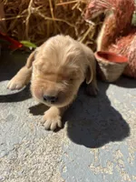 AKC Golden Retriever , a female Golden Retriever for sale in White Sulphur Springs, WV – 2 of 2