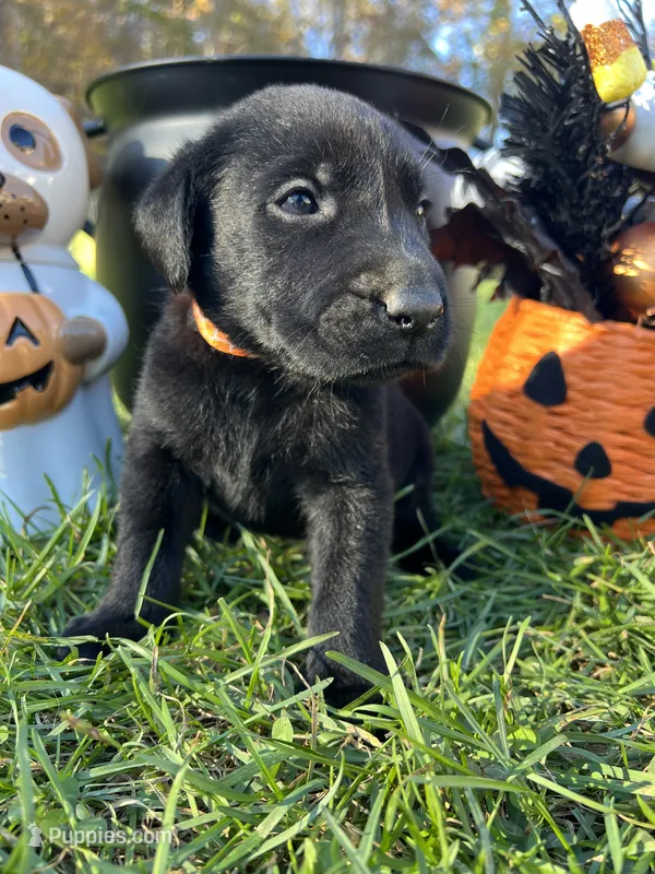 AKC Labrador Retriever  – Labrador Retriever puppy for sale in White Sulphur Springs, WV
