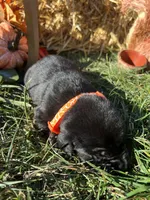 AKC Labrador Retriever , a male Labrador Retriever for sale in White Sulphur Springs, WV – 2 of 2