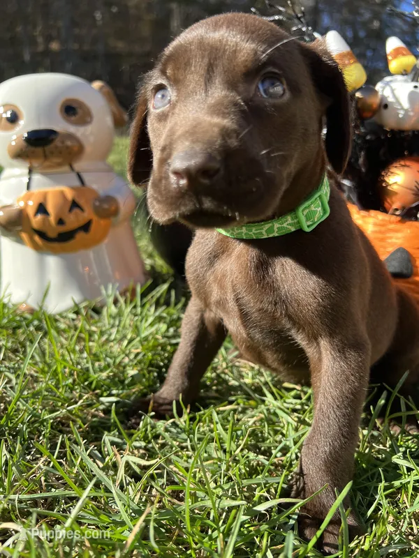 Chocolate Labrador Retriever  – Labrador Retriever puppy for sale in White Sulphur Springs, WV
