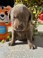 AKC Silver Labrador Retriever , a female Labrador Retriever for sale in White Sulphur Springs, WV – 2 of 2