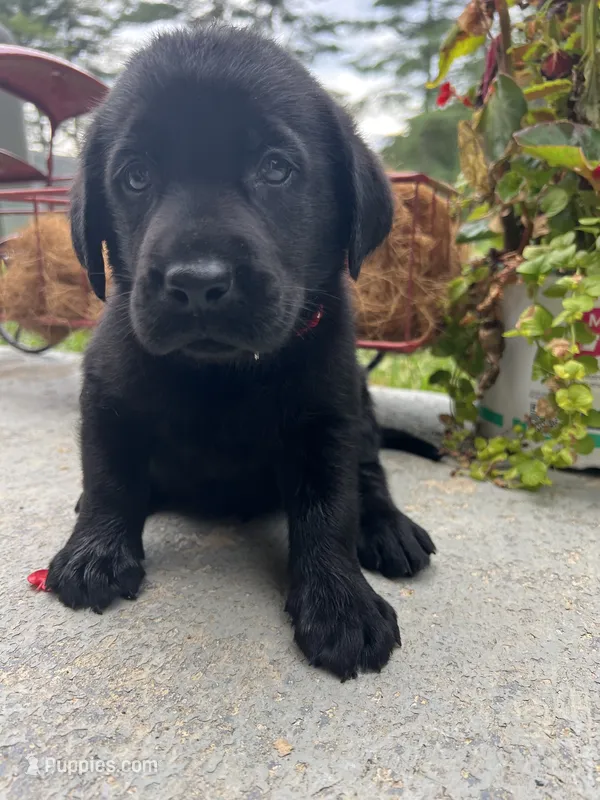 Ready to Go AKC Black Labrador Retriever  – Labrador Retriever puppy for sale in White Sulphur Springs, WV