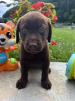 Ready to Go AKC Labrador Retriever , a female Labrador Retriever for sale in White Sulphur Springs, WV – 2 of 2