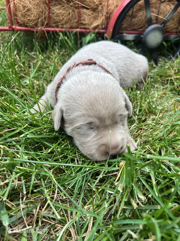 AKC Silver Labrador Retriever  – Labrador Retriever puppy for sale in White Sulphur Springs, WV