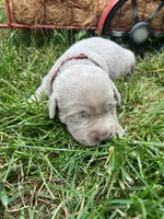 AKC Silver Labrador Retriever , a male Labrador Retriever for sale in White Sulphur Springs, WV – 1 of 2