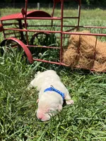 AKC Yellow Labrador Retriever , a male Labrador Retriever for sale in White Sulphur Springs, WV – 2 of 2