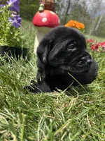 AKC Black Labrador Retriever , a male Labrador Retriever for sale in White Sulphur Springs, WV – 2 of 2