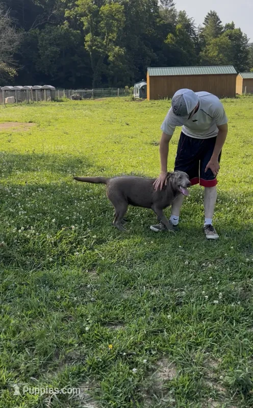Discounted AKC Silver Labrador Retriever  – Labrador Retriever puppy for sale in White Sulphur Springs, WV