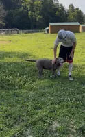 Discounted AKC Silver Labrador Retriever , a female Labrador Retriever for sale in White Sulphur Springs, WV – 1 of 5