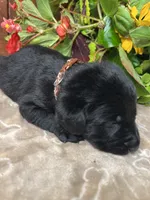 AKC Black Labrador Retriever , a male Labrador Retriever for sale in White Sulphur Springs, WV – 2 of 2