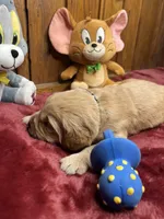 AKC Golden Retriever , a female Golden Retriever for sale in White Sulphur Springs, WV – Photo 2 of 2