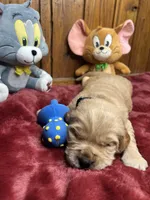 AKC Golden Retriever , a female Golden Retriever for sale in White Sulphur Springs, WV – Photo 1 of 2