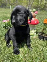 Discounted Ready to Go AKC Labrador Retriever , a female Labrador Retriever for sale in White Sulphur Springs, WV – 2 of 2