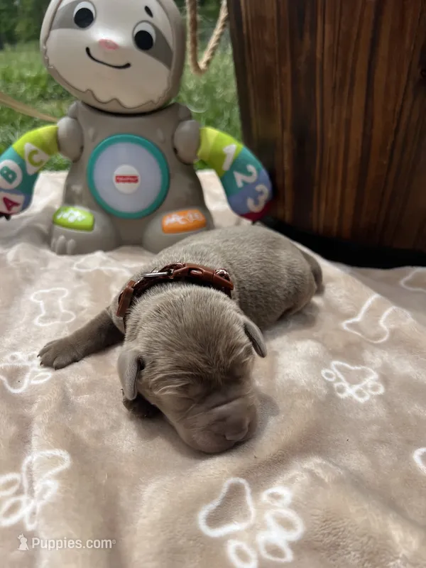 AKC Silver Labrador Retriever  – Labrador Retriever puppy for sale in White Sulphur Springs, WV
