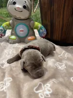 AKC Silver Labrador Retriever , a male Labrador Retriever for sale in White Sulphur Springs, WV – 1 of 2