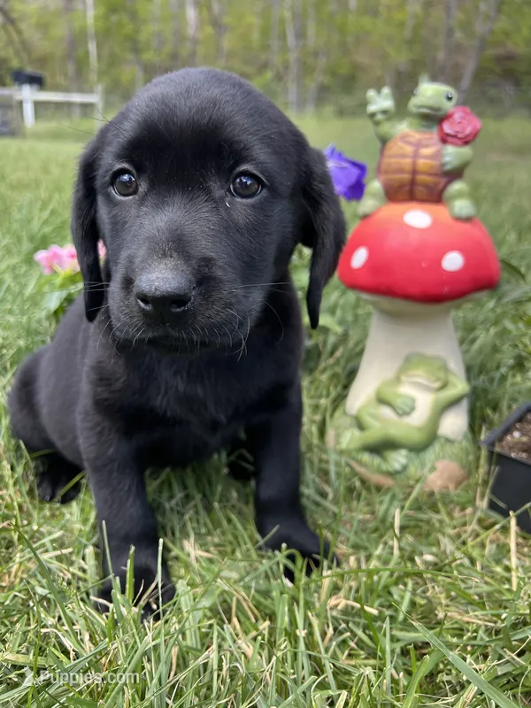 Discounted Ready to Go AKC Labrador Retriever  – Labrador Retriever puppy for sale in White Sulphur Springs, WV