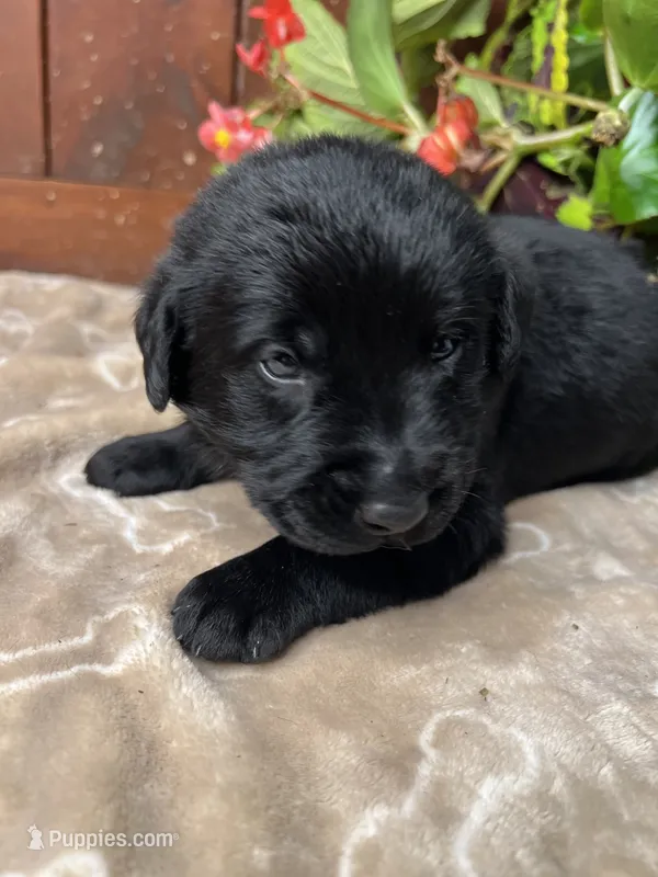AKC Black Labrador Retriever  – Labrador Retriever puppy for sale in White Sulphur Springs, WV