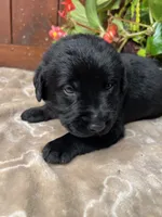 AKC Black Labrador Retriever , a male Labrador Retriever for sale in White Sulphur Springs, WV – 1 of 2