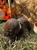 AKC Chocolate Labrador Retriever , a female Labrador Retriever for sale in White Sulphur Springs, WV – 2 of 2
