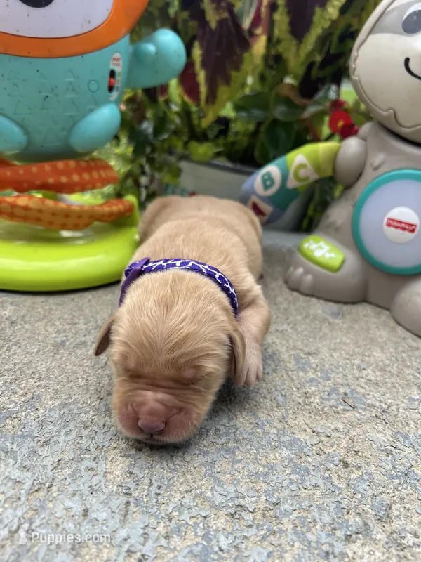 AKC Golden Retriever  – Golden Retriever puppy for sale in White Sulphur Springs, WV