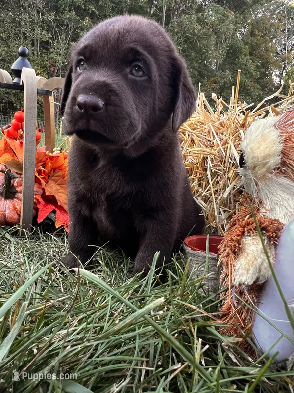 AKC Labrador Retriever  – Labrador Retriever puppy for sale in White Sulphur Springs, WV