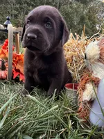AKC Labrador Retriever , a female Labrador Retriever for sale in White Sulphur Springs, WV – 1 of 2