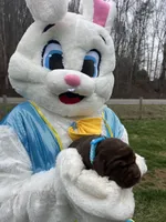 AKC Labrador Retriever , a male Labrador Retriever for sale in White Sulphur Springs, WV – Photo 2 of 2