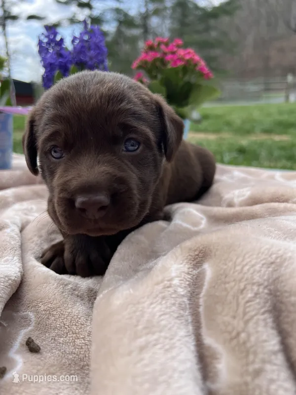 AKC Labrador Retriever  – Labrador Retriever puppy for sale in White Sulphur Springs, WV