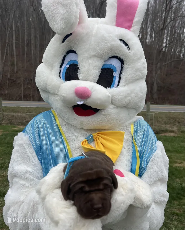 AKC Labrador Retriever  – Labrador Retriever puppy for sale in White Sulphur Springs, WV