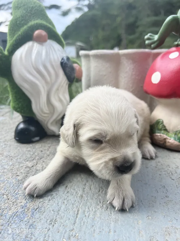 AKC Russian Cream Golden Retriever  – Golden Retriever puppy for sale in White Sulphur Springs, WV